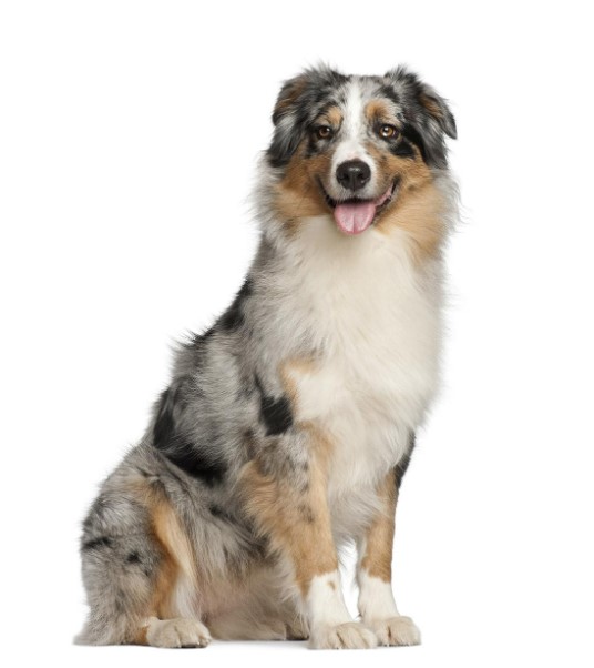 Australian Shepherd