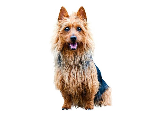 Australian Terrier