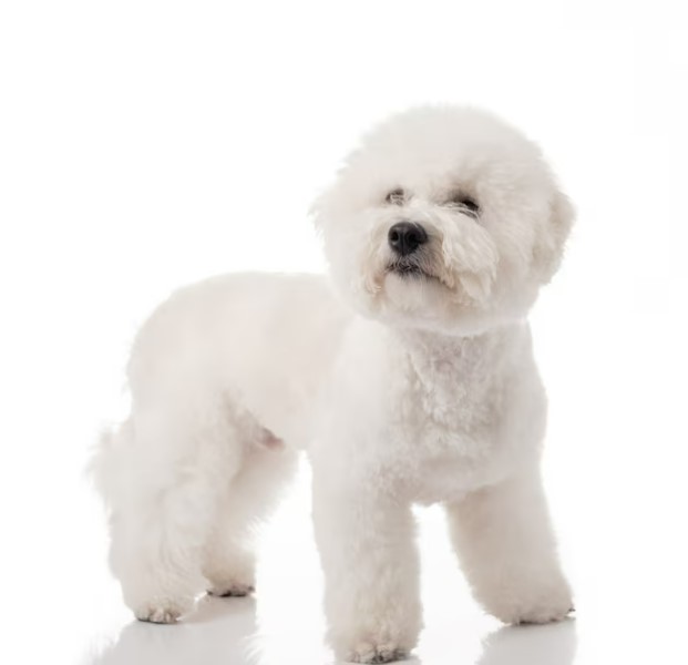 Bichon Frise