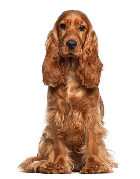 Cocker Spaniel