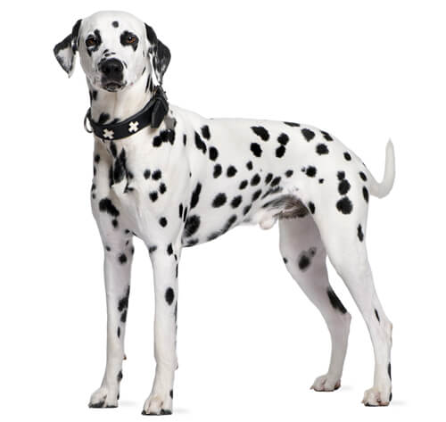 Dalmata