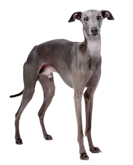 Galgo