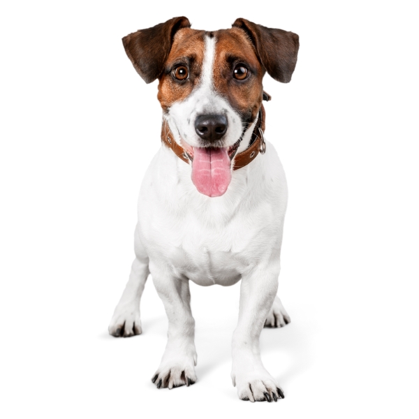 Jack Russell Terrier