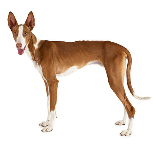 Podenco