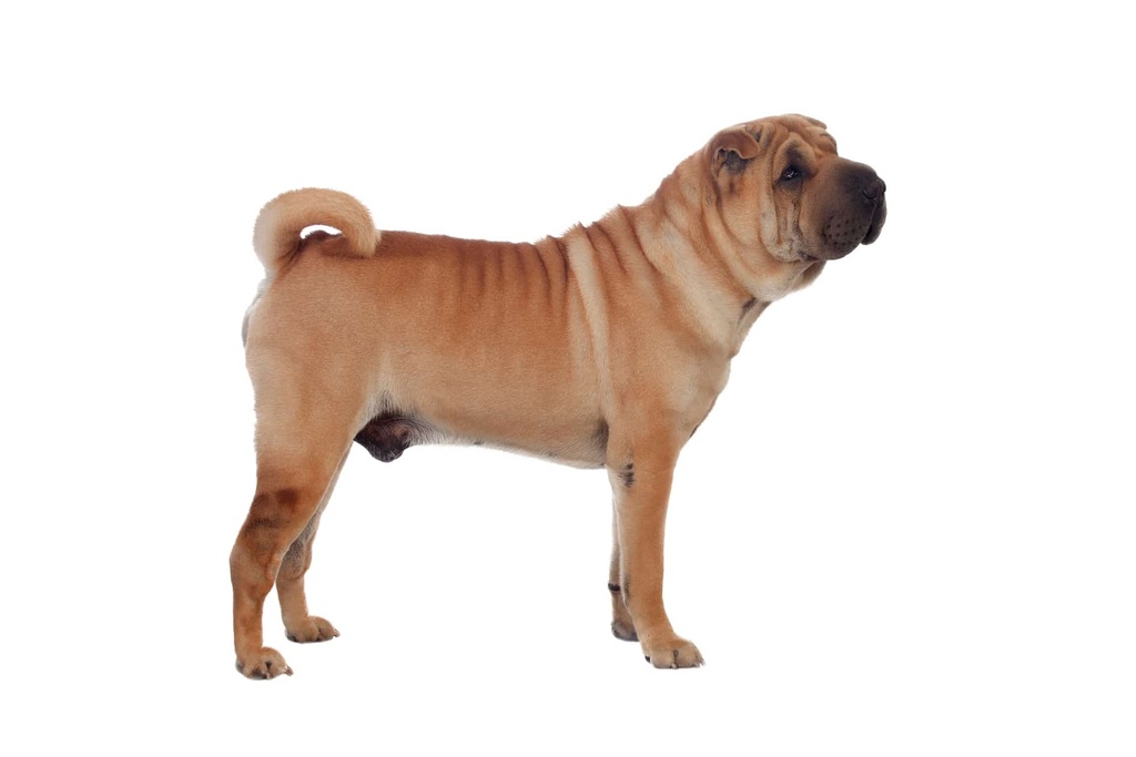 Shar-Pei