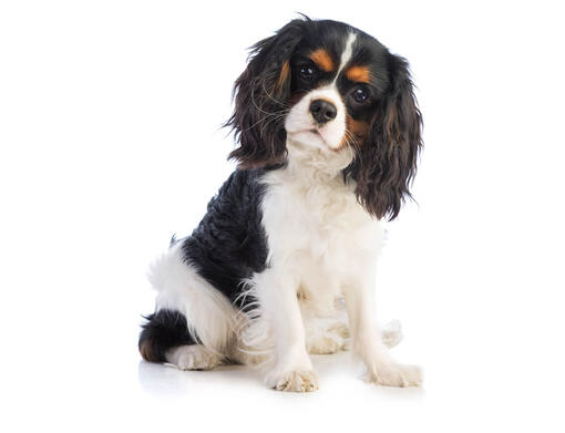 Cavalier King Charles Spaniel