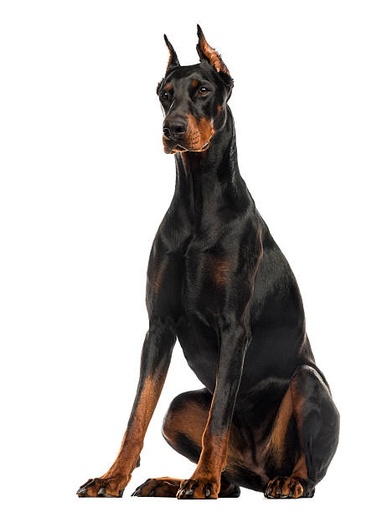 Doberman