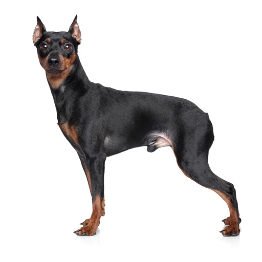 Doberman Pinscher