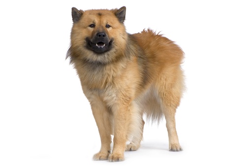 Eurasier