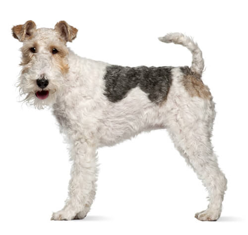 Fox terrier