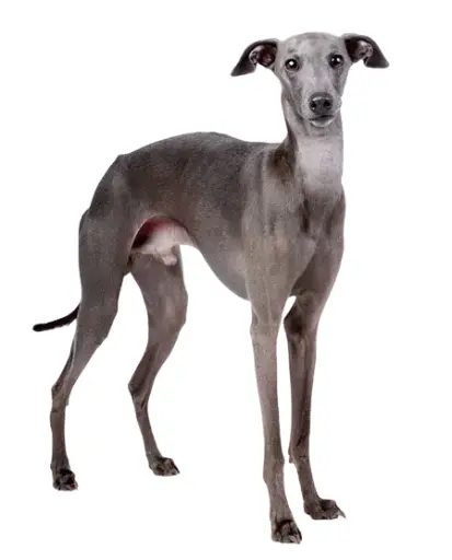 Galgo