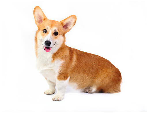 Pembro Welsh Corgi