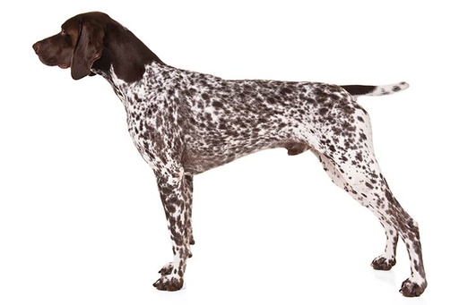 Pointer German Shorthaired