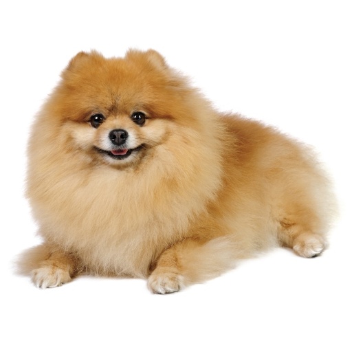 Pomerania