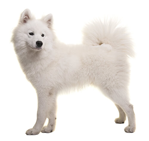 Samoyedo