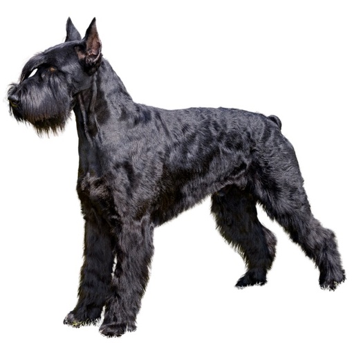 Schnauzer gigante