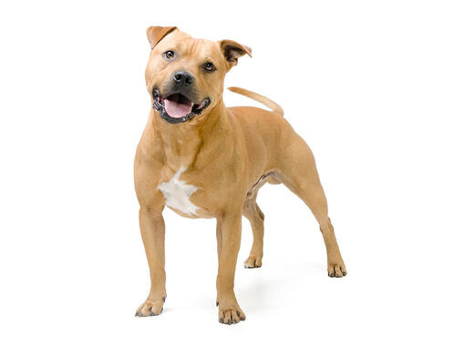 Staffordshire Bull Terrier